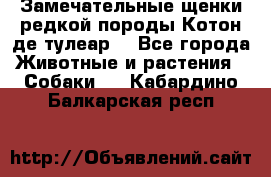 Замечательные щенки редкой породы Котон де тулеар  - Все города Животные и растения » Собаки   . Кабардино-Балкарская респ.